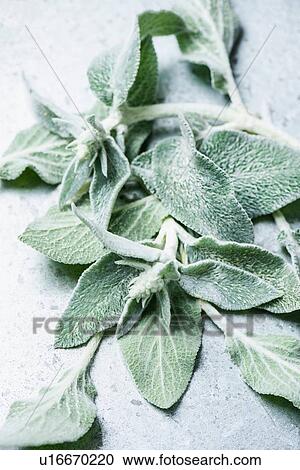 Sage leaves View Large Photo Image Stock Image - Sage leaves. Fotosearch