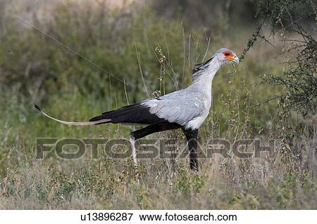 Secretary bird (Sagittarius serpentarius), Ndutu, Ngorongoro Conservation Area, Serengeti, Tanzania View Large Photo Image Stock Photo - Secretary bird (Sagittarius serpentarius), Ndutu, Ngorongoro Conservation Area, Serengeti, Tanzania. Fotosearch