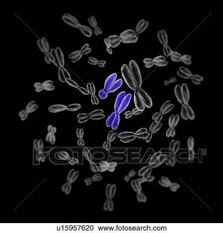 Stock Image - Set of 44 autosomal chromosomes and 2 male chromosomes. 3D illustration.. Fotosearch
