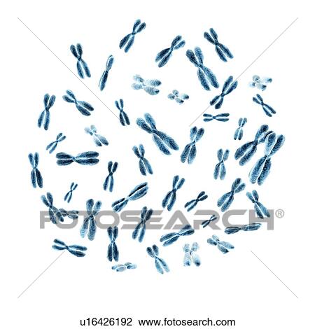 Set of 46 human chromosomes isolated on white background. 3D illustration. View Large Photo Image Stock Image - Set of 46 human chromosomes isolated on white background. 3D illustration.. Fotosearch