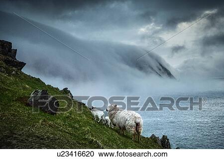 Sheep and floating sea fog, Blasket Islands, Great Blasket, Ireland View Large Photo Image Stock Image - Sheep and floating sea fog, Blasket Islands, Great Blasket, Ireland. Fotosearch