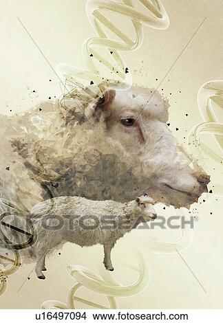 Picture - Sheep cloning, conceptual illustration.. Fotosearch