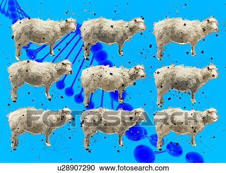 Sheep cloning, conceptual illustration. View Large Photo Image Stock Image - Sheep cloning, conceptual illustration.. Fotosearch
