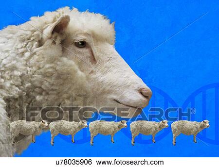 Sheep cloning, conceptual illustration. View Large Photo Image Stock Photograph - Sheep cloning, conceptual illustration.. Fotosearch