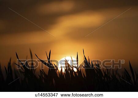 Silhouette of grass at sunset. View Large Photo Image Stock Photo - Silhouette of grass at sunset.. Fotosearch