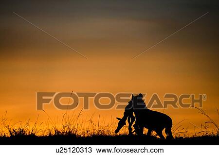 Silhouette of hyena carrying carcass of baby zebra at dawn, Masai Mara, Kenya View Large Photo Image Stock Image - Silhouette of hyena carrying carcass of baby zebra at dawn, Masai Mara, Kenya. Fotosearch