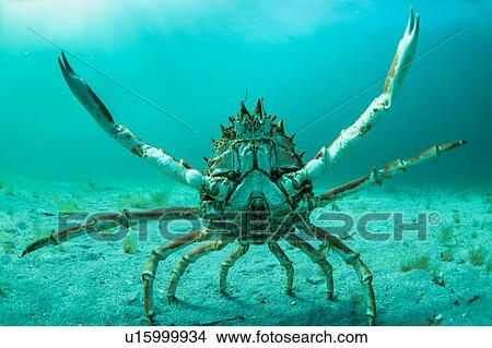 Spider crab in fighting pose, Inishmore, Aran Islands, Ireland View Large Photo Image Picture - Spider crab in fighting pose, Inishmore, Aran Islands, Ireland. Fotosearch