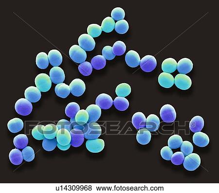Staphylococcus aureus. Coloured scanning electron micrograph (SEM) of Staphylococcus aureus bacteria. These Gram-positive bacteria cause skin infections and often grow in these grape-like clusters of small spheres (cocci). S. aureus is extremely... View Large Photo Image Stock Photo - Staphylococcus aureus. Coloured scanning electron micrograph (SEM) of Staphylococcus aureus bacteria. These Gram-positive bacteria cause skin infections and often grow in these grape-like clusters of small spheres (cocci). S. aureus is extremely.... Fotosearch