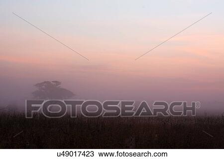 Stock Image - Sunrise over acacia trees, Seronera, Serengeti National Park, Tanzania. Fotosearch