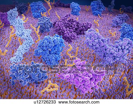 Stock Image - T-cell receptors, illustration. Array of immunologically active proteins and a calcium ion channel (dark purple, upper centre) on the membrane of a T-cell, a key part of the immune system. These proteins are involved in both the activation and.... Fotosearch
