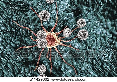 T lymphocyte cells attacking a cancer cell, computer illustration. T lymphocytes are a type of white blood cell that recognise a specific site (antigen) on the surface of cancer cells or pathogens and bind to it. Some T lymphocytes then signal for... View Large Photo Image Stock Image - T lymphocyte cells attacking a cancer cell, computer illustration. T lymphocytes are a type of white blood cell that recognise a specific site (antigen) on the surface of cancer cells or pathogens and bind to it. Some T lymphocytes then signal for.... Fotosearch