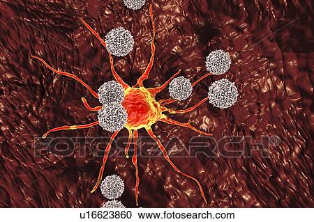 T lymphocyte cells attacking a cancer cell, computer illustration. T lymphocytes are a type of white blood cell that recognise a specific site (antigen) on the surface of cancer cells or pathogens and bind to it. Some T lymphocytes then signal for... View Large Photo Image Stock Image - T lymphocyte cells attacking a cancer cell, computer illustration. T lymphocytes are a type of white blood cell that recognise a specific site (antigen) on the surface of cancer cells or pathogens and bind to it. Some T lymphocytes then signal for.... Fotosearch