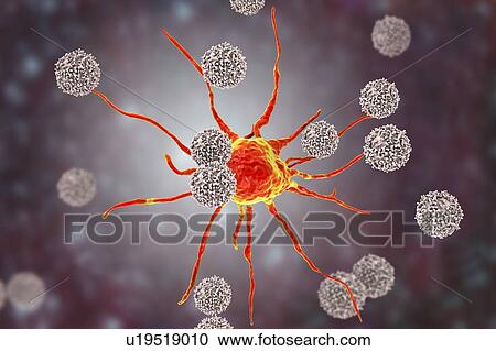 T lymphocyte cells attacking a cancer cell, computer illustration. T lymphocytes are a type of white blood cell that recognise a specific site (antigen) on the surface of cancer cells or pathogens and bind to it. Some T lymphocytes then signal for... View Large Photo Image Stock Image - T lymphocyte cells attacking a cancer cell, computer illustration. T lymphocytes are a type of white blood cell that recognise a specific site (antigen) on the surface of cancer cells or pathogens and bind to it. Some T lymphocytes then signal for.... Fotosearch