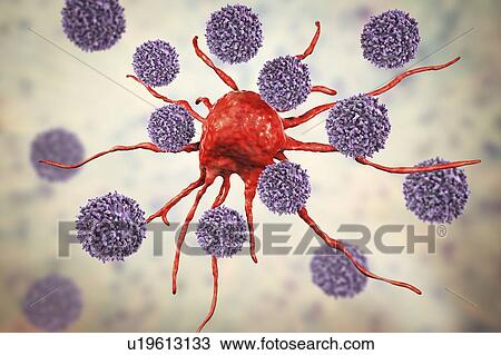 Stock Image - T lymphocyte cells attacking a cancer cell, computer illustration. T lymphocytes are a type of white blood cell that recognise a specific site (antigen) on the surface of cancer cells or pathogens and bind to it. Some T lymphocytes then signal for.... Fotosearch