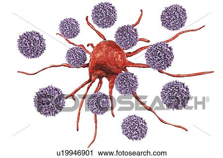 T lymphocyte cells attacking a cancer cell, computer illustration. T lymphocytes are a type of white blood cell that recognise a specific site (antigen) on the surface of cancer cells or pathogens and bind to it. Some T lymphocytes then signal for... View Large Photo Image Stock Image - T lymphocyte cells attacking a cancer cell, computer illustration. T lymphocytes are a type of white blood cell that recognise a specific site (antigen) on the surface of cancer cells or pathogens and bind to it. Some T lymphocytes then signal for.... Fotosearch
