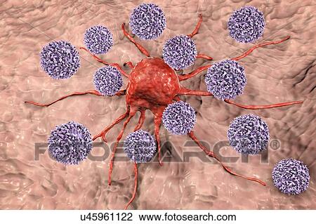 Stock Image - T lymphocyte cells attacking a cancer cell, computer illustration. T lymphocytes are a type of white blood cell that recognise a specific site (antigen) on the surface of cancer cells or pathogens and bind to it. Some T lymphocytes then signal for.... Fotosearch