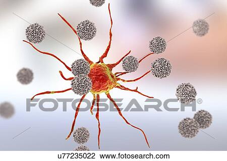 T lymphocyte cells attacking a cancer cell, computer illustration. T lymphocytes are a type of white blood cell that recognise a specific site (antigen) on the surface of cancer cells or pathogens and bind to it. Some T lymphocytes then signal for... View Large Photo Image Stock Image - T lymphocyte cells attacking a cancer cell, computer illustration. T lymphocytes are a type of white blood cell that recognise a specific site (antigen) on the surface of cancer cells or pathogens and bind to it. Some T lymphocytes then signal for.... Fotosearch
