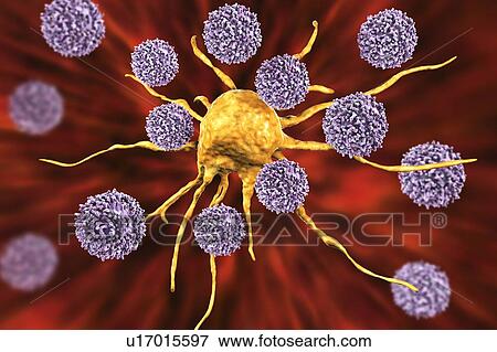 Stock Photo - T lymphocyte cells attacking a cancer cell, computer illustration. T lymphocytes are a type of white blood cell that recognise a specific site (antigen) on the surface of cancer cells or pathogens and bind to it. Some T lymphocytes then signal for.... Fotosearch