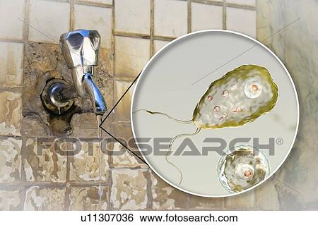 Tap water contaminated with the brain-eating amoeba Naegleria fowleri, computer illustration and photo. This organism is an opportunistic pathogen of humans, causing meningoencephalitis (inflammation of the brain and its surrounding membranes) when... View Large Photo Image Stock Photograph - Tap water contaminated with the brain-eating amoeba Naegleria fowleri, computer illustration and photo. This organism is an opportunistic pathogen of humans, causing meningoencephalitis (inflammation of the brain and its surrounding membranes) when.... Fotosearch