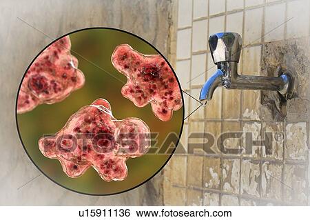 Tap water contaminated with the brain-eating amoeba Naegleria fowleri, computer illustration and photo. This organism is an opportunistic pathogen of humans, causing meningoencephalitis (inflammation of the brain and its surrounding membranes) when... View Large Photo Image Stock Photograph - Tap water contaminated with the brain-eating amoeba Naegleria fowleri, computer illustration and photo. This organism is an opportunistic pathogen of humans, causing meningoencephalitis (inflammation of the brain and its surrounding membranes) when.... Fotosearch