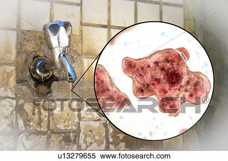 Stock Photography - Tap water contaminated with the brain-eating amoeba Naegleria fowleri, computer illustration and photo. This organism is an opportunistic pathogen of humans, causing meningoencephalitis (inflammation of the brain and its surrounding membranes) when.... Fotosearch