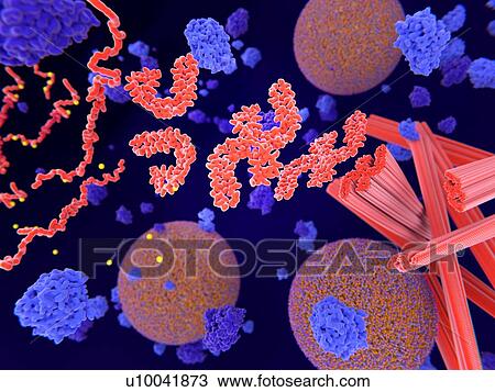 Stock Image - Tau protein in Alzheimer's disease, illustration. Pathological phosphorylation (yellow) of Tau proteins (red-orange) by kinases (blue-purple) affect nerve cells in what is called a neurofibrillary tangle. This illustration shows the transport of.... Fotosearch