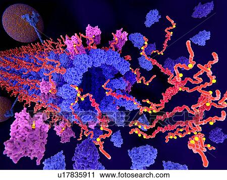Tau protein in Alzheimer's disease, illustration. Pathological phosphorylation (yellow) of Tau proteins (red-orange) by kinases (blue-purple) affect nerve cells in what is called a neurofibrillary tangle. This illustration shows pathological... View Large Photo Image Stock Image - Tau protein in Alzheimer's disease, illustration. Pathological phosphorylation (yellow) of Tau proteins (red-orange) by kinases (blue-purple) affect nerve cells in what is called a neurofibrillary tangle. This illustration shows pathological.... Fotosearch