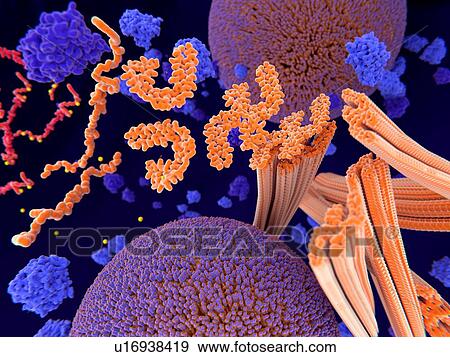 Tau protein in Alzheimer's disease, illustration. Pathological phosphorylation (yellow) of Tau proteins (orange) by kinases (blue-purple) affect nerve cells in what is called a neurofibrillary tangle. This illustration shows the transport of synaptic... View Large Photo Image Stock Photo - Tau protein in Alzheimer's disease, illustration. Pathological phosphorylation (yellow) of Tau proteins (orange) by kinases (blue-purple) affect nerve cells in what is called a neurofibrillary tangle. This illustration shows the transport of synaptic.... Fotosearch