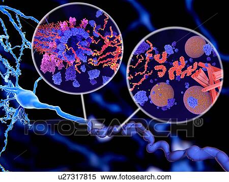 Tau protein in Alzheimer's disease, illustration. The insets show two ways in which pathological phosphorylation (yellow) of Tau proteins (red-orange) by kinases (blue-purple) affect nerve cells in what is called a neurofibrillary tangle. The main... View Large Photo Image Stock Photography - Tau protein in Alzheimer's disease, illustration. The insets show two ways in which pathological phosphorylation (yellow) of Tau proteins (red-orange) by kinases (blue-purple) affect nerve cells in what is called a neurofibrillary tangle. The main.... Fotosearch