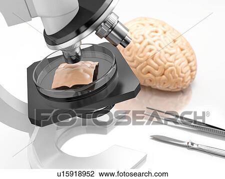 Stock Image - The concept of human brain research, a microscope and surgical instruments in the laboratory.. Fotosearch