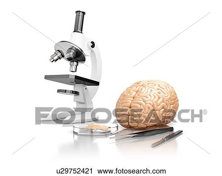 The concept of human brain research, a microscope and surgical instruments in the laboratory. View Large Photo Image Stock Image - The concept of human brain research, a microscope and surgical instruments in the laboratory.. Fotosearch