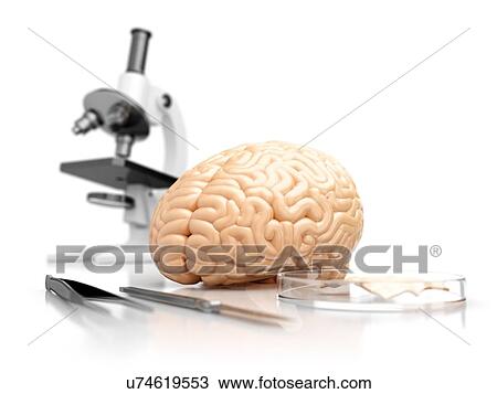 Stock Image - The concept of human brain research, a microscope and surgical instruments in the laboratory.. Fotosearch