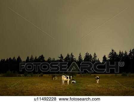 Stock Photo - Thunderstorm at night over Mastbos woods, Breda, Noord-Brabant, Netherlands. Fotosearch