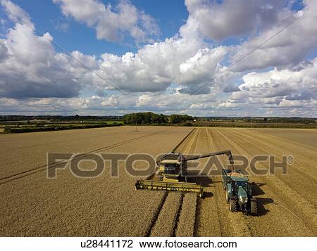 Stock Image - Tractor and combine harvester harvesting wheat field, elevated view. Fotosearch