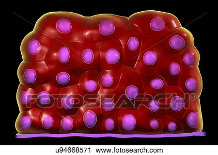 Stock Image - Transitional epithelium, computer illustration. This type of epithelium is found in urinary bladder.. Fotosearch