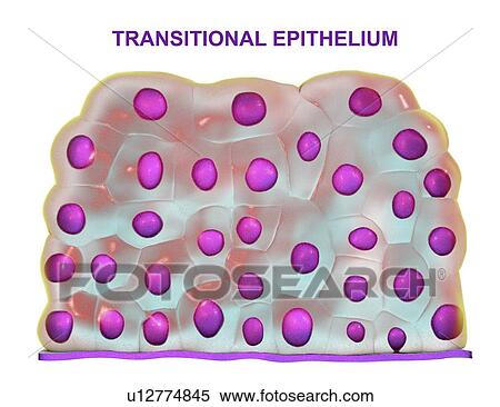 Transitional epithelium, computer illustration. This type of epithelium is found in urinary bladder. View Large Photo Image Stock Photography - Transitional epithelium, computer illustration. This type of epithelium is found in urinary bladder.. Fotosearch