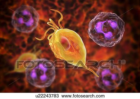 Stock Image - Trichomonas vaginalis and neutrophils, computer illustration. Trichomonas vaginalis is a parasitic microorganism that is the causative agent of trichomoniasis. Trichomoniasis is a common cause of vaginitis and is a sexually transmitted disease. Smears.... Fotosearch
