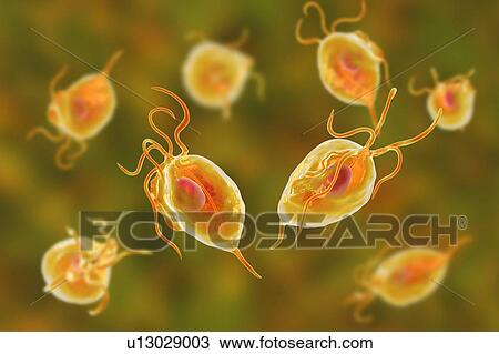 Stock Image - Trichomonas vaginalis, computer illustration. Trichomonas vaginalis is a parasitic microorganism that is the causative agent of trichomoniasis. Trichomoniasis is a common cause of vaginitis and is a sexually transmitted disease.. Fotosearch