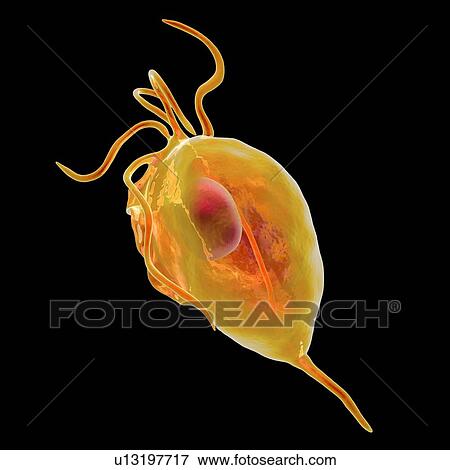 Stock Photo - Trichomonas vaginalis, computer illustration. Trichomonas vaginalis is a parasitic microorganism that is the causative agent of trichomoniasis. Trichomoniasis is a common cause of vaginitis and is a sexually transmitted disease.. Fotosearch