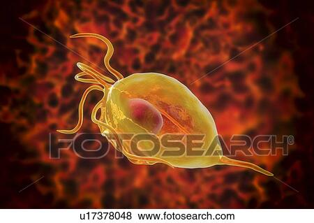 Trichomonas vaginalis, computer illustration. Trichomonas vaginalis is a parasitic microorganism that is the causative agent of trichomoniasis. Trichomoniasis is a common cause of vaginitis and is a sexually transmitted disease. View Large Photo Image Stock Photo - Trichomonas vaginalis, computer illustration. Trichomonas vaginalis is a parasitic microorganism that is the causative agent of trichomoniasis. Trichomoniasis is a common cause of vaginitis and is a sexually transmitted disease.. Fotosearch