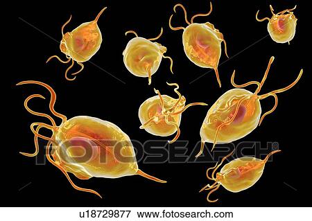 Stock Photo - Trichomonas vaginalis, computer illustration. Trichomonas vaginalis is a parasitic microorganism that is the causative agent of trichomoniasis. Trichomoniasis is a common cause of vaginitis and is a sexually transmitted disease.. Fotosearch