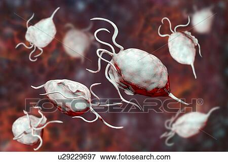Stock Photo - Trichomonas vaginalis, computer illustration. Trichomonas vaginalis is a parasitic microorganism that is the causative agent of trichomoniasis. Trichomoniasis is a common cause of vaginitis and is a sexually transmitted disease.. Fotosearch