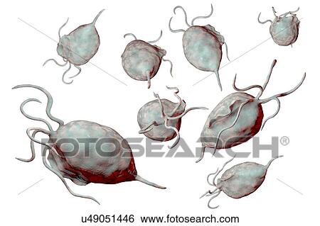 Stock Photograph - Trichomonas vaginalis, computer illustration. Trichomonas vaginalis is a parasitic microorganism that is the causative agent of trichomoniasis. Trichomoniasis is a common cause of vaginitis and is a sexually transmitted disease.. Fotosearch