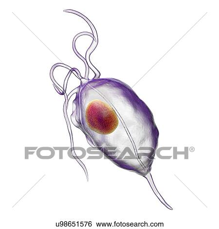 Trichomonas vaginalis, computer illustration. Trichomonas vaginalis is a parasitic microorganism that is the causative agent of trichomoniasis. Trichomoniasis is a common cause of vaginitis and is a sexually transmitted disease. View Large Photo Image Stock Photograph - Trichomonas vaginalis, computer illustration. Trichomonas vaginalis is a parasitic microorganism that is the causative agent of trichomoniasis. Trichomoniasis is a common cause of vaginitis and is a sexually transmitted disease.. Fotosearch