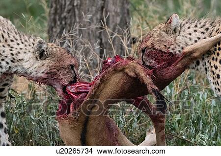 Picture - Two cheetah (Acinonyx jubatus), feeding a blue wildebeest calf (Connochaetes taurinus), Ndutu, Ngorongoro Conservation Area, Serengeti, Tanzania. Fotosearch