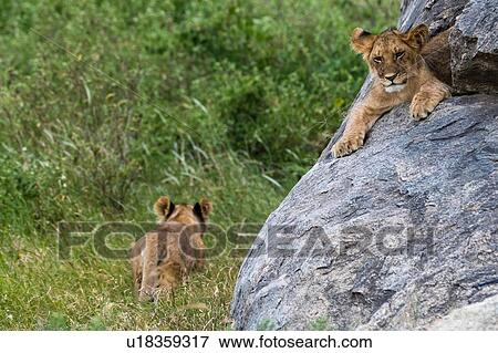 Two lion cubs (Panthera leo) one on a kopje and one walking in the grass, Seronera, Serengeti National Park, Tanzania View Large Photo Image Stock Photo - Two lion cubs (Panthera leo) one on a kopje and one walking in the grass, Seronera, Serengeti National Park, Tanzania. Fotosearch
