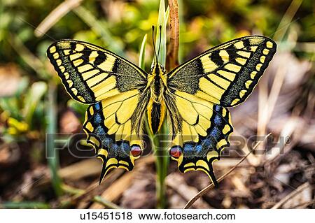 Vibrant coloured butterfly clinging to leaf View Large Photo Image Stock Photo - Vibrant coloured butterfly clinging to leaf. Fotosearch