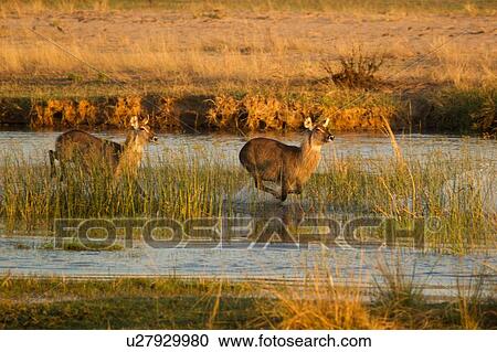 Stock Image - Waterbuck (Kobus ellipsiprymnus), Mana Pools, Zimbabwe. Fotosearch