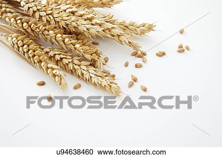 Stock Image - Wheat against a white background.. Fotosearch