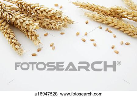 Wheat against a white background. View Large Photo Image Stock Photo - Wheat against a white background.. Fotosearch